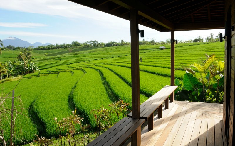 Bulung_Daya and rice fields