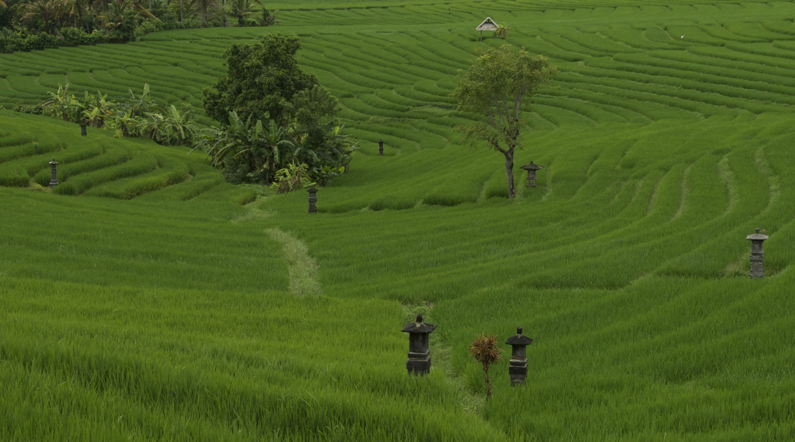 Bali rice paddies