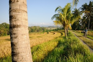 Bali tropical weather