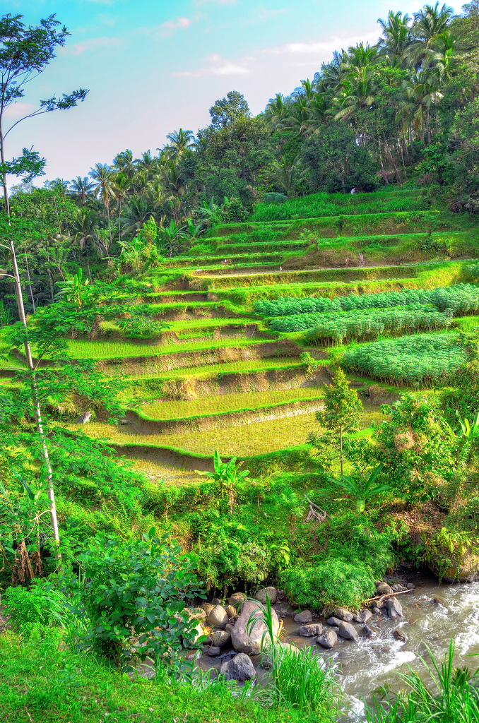 Bali rice terraces by Gedsman