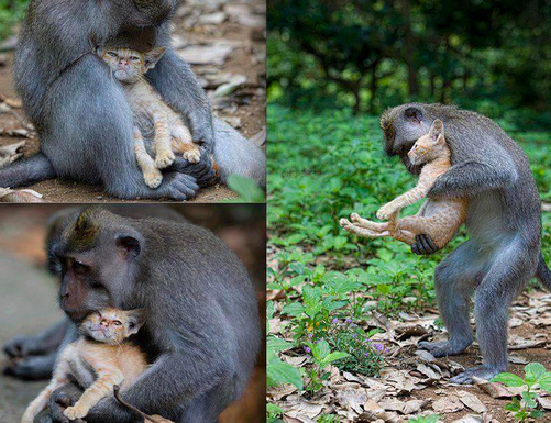 Macaque monkey with kitten photo by @TheWorldStories