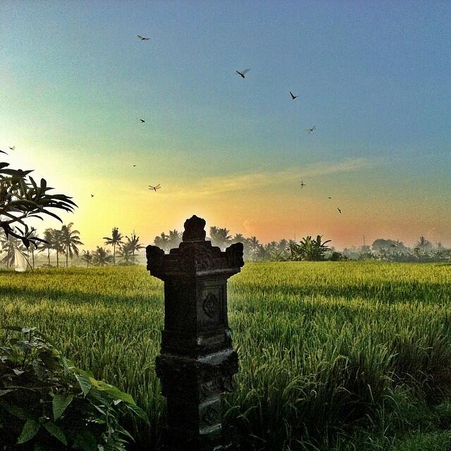 Nyepi in a Bali rice field photo by Incense Bali Massage