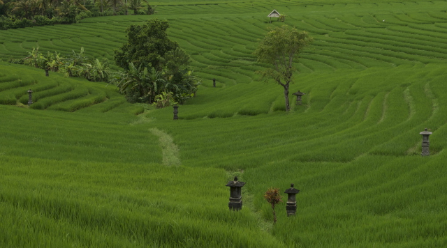 Bulung_daya_ricefields