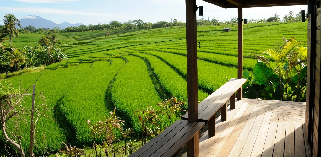 Bulung_Daya and rice fields