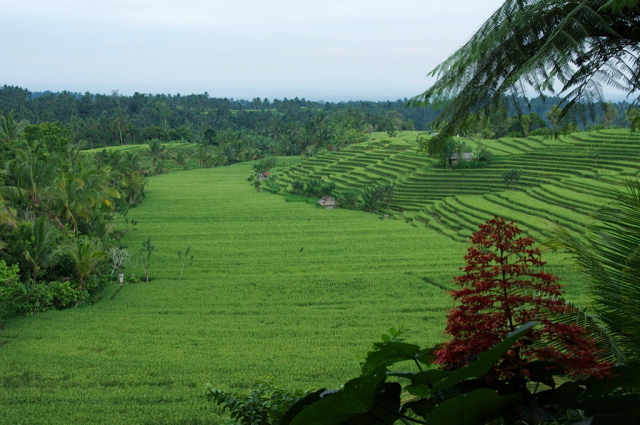 Bulung_daya_rice_paddies