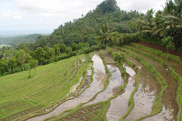 Bali rice terrace | © Carol Walker/Flickr