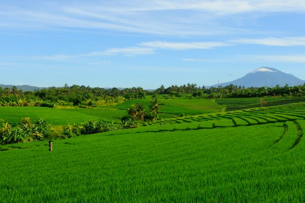 Belimbing_rice_fields_bali