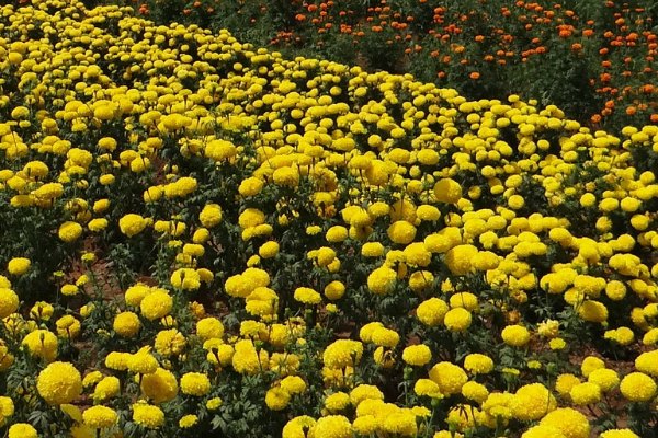 Marigolds_field_bali