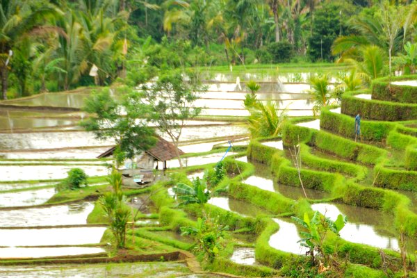 Jatiluwih_Rice_terrace bali