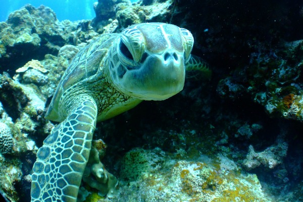 turtle gili island