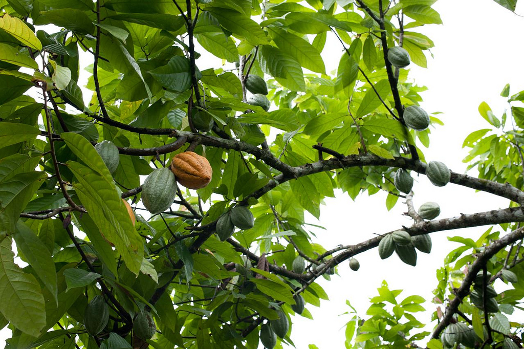 Cacao fruits, Bali | © Dennis Tang/Flickr